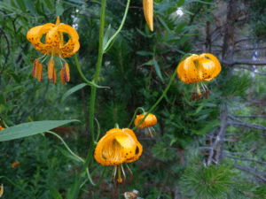 Lilium Kelleyanum